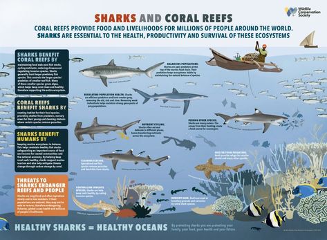 Oceanography Marine Biology, Shark Poster, Marine Poster, Zebra Shark, Animal Infographic, Shark Facts, Species Of Sharks, Animal Conservation, Educational Poster