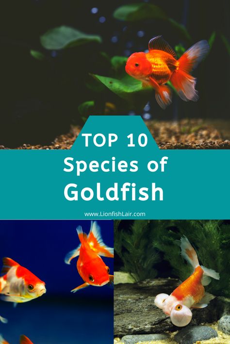 Types Of Goldfish, Goldfish Species, Lionhead Goldfish, Fish Fountain, Goldfish Names, Bubble Eye Goldfish, Goldfish Breeding, Ryukin Goldfish, Small Fish Pond