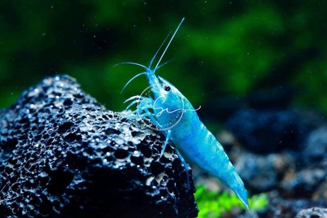 Amazon.com : Swimming Creatures 10 Blue Velvet Neocaridina Freshwater Aquarium Shrimp. Live Arrival Guarantee. : Pet Supplies Blue Shrimp, Aquarium Shrimp, Grade 10, Freshwater Aquarium, Fish Bowl, Freshwater Fish, Pet Store, Aquarium Fish, Blue Velvet