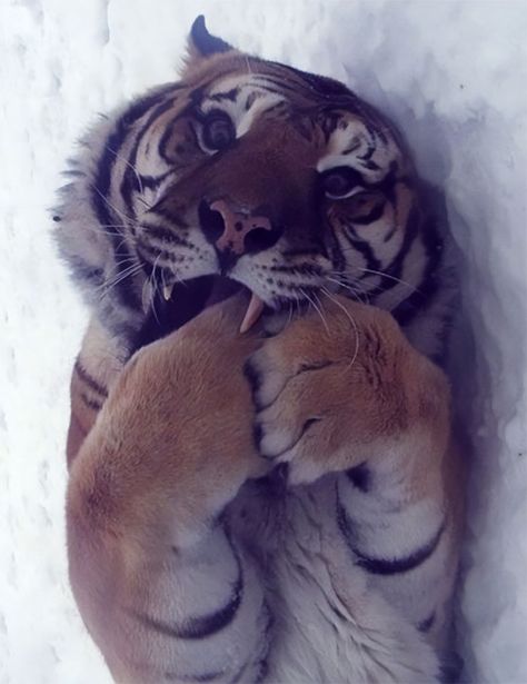 Tiger Pictures, Cute Tigers, A Tiger, Cute Wild Animals, Hyena, Coldplay, Animal Photo, Beautiful Cats, 귀여운 동물