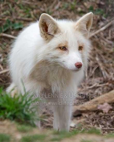 Platinum Fox Animal, Fox Colors, Cross Fox, Vulpes Vulpes, Head Hunter, Nature Videos, Albino Animals, Fox Pictures, Fox Face