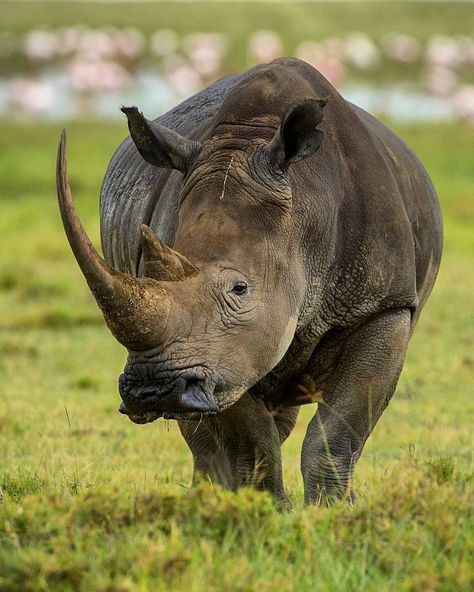 Stop Poaching Now! on Twitter: "Fun Fact! Black Rhinos have been known to charge at trains passing through their territory. Photo Credit: @dogansoysal https://t.co/WgPJocQLYL" What Animal Are You, Black Rhino, Rhinos, Wild Nature, Hippopotamus, Weird Animals, Pictures To Draw, Fun Fact, Photo Credit