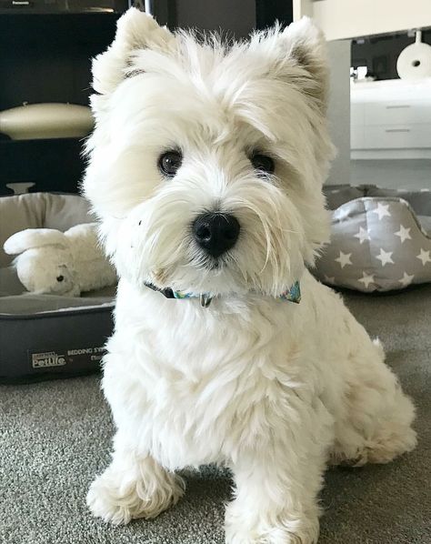 West Terrier, Westie Puppies, Cutest Dog Ever, My Breakfast, Wire Haired Dachshund, Westie Dogs, Really Cute Dogs, Animal Magic, West Highland Terrier