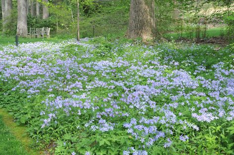 Phlox divaricata- blue phlox, sweet william. Shade loving, ground cover. everyone around here has them! Native Front Yard, Phlox Divaricata, Ground Cover Ideas, No Mow Lawn, Best Ground Cover Plants, Michigan Landscape, Medicinal Flowers, Irish Farm, Native Plant Landscape