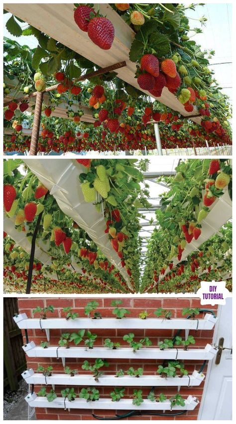 DIY Vertical Pallet Strawberry Planter Tutorials - Video - DIY Magazine Strawberry Planter Ideas, Strawberry Gardening, Strawberry Planters Diy, Garden Strawberry, Strawberry Planter, Colourful Garden, Vertical Vegetable Gardens, Strawberry Plant, Strawberry Planters