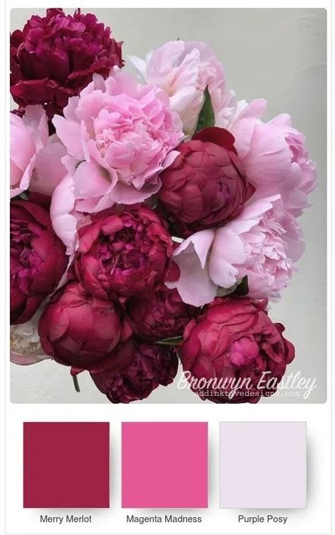 Type Of Pink Colors, Pink Flower Combinations, Baby Pink Color Combination, Peony Palette, Peonies Colors, Flower Color Combinations, Peony Pink Color, Pink Color Combinations, Bundles Of Flowers