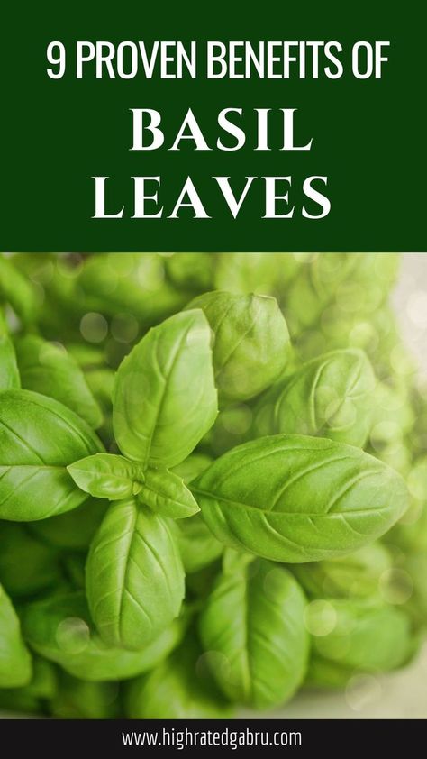 Basil Leaves Benefits Health Benefits Of Basil, Benefits Of Basil, Basil Health Benefits, Indian House, Basil Leaves, Holistic Medicine, Healing Food, Healthy Eating Habits, Very Well