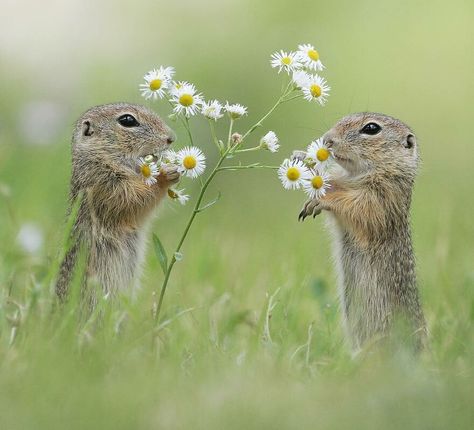 Austrian Wildlife Photographer Captured Uplifting Moments Of These Little Forest Critters (77 New Pics) Wildlife Aesthetic, Forest Critters, Ground Squirrel, Smelling Flowers, Cottage Aesthetic, Prairie Dog, Wildlife Photographer, Spring Aesthetic, Forest Friends