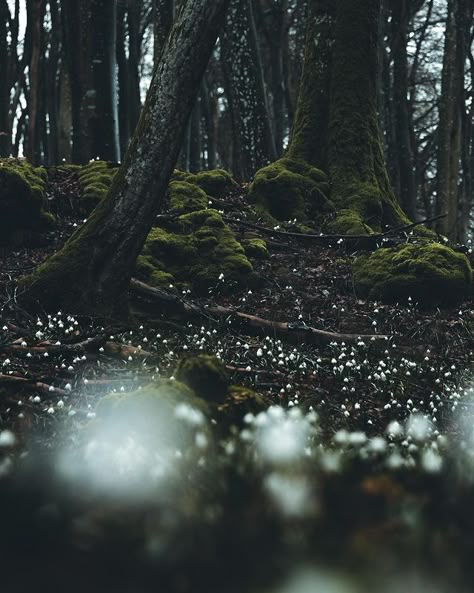 Gothic Cottage Core Aesthetic, Natural Magic Aesthetic, Folk Lore Aesthetic, Gothic Forest Aesthetic, Forest Magic Aesthetic, Forest Faerie Aesthetic, Forest Queen Aesthetic, A River Enchanted Aesthetic, Heathercore Aesthetic