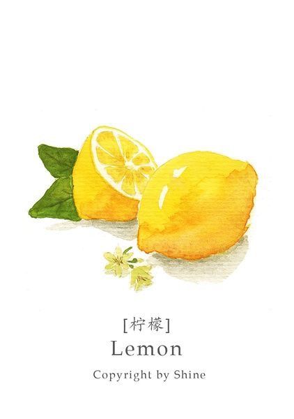 Lemon Watercolor, 귀여운 음식 그림, Lemon Art, Watercolor Food, Watercolor Fruit, Food Painting, Fruit Painting, Illustration Food, 수채화 그림