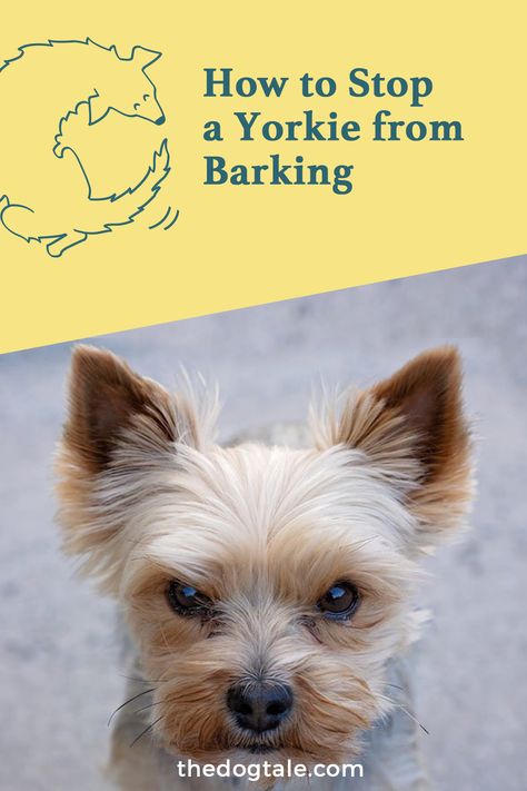 Yorkie Training Tips, Short Yorkie Haircut, Silver Yorkie, Dorkie Pup, Yorkie Puppy Training, Grooming Yorkies, Yorkie Puppy Care, Yorkie Training, Yorkie Haircut