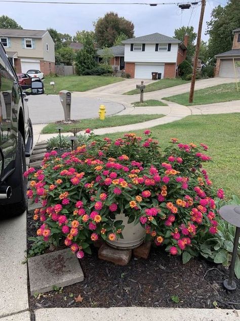 Addicted To Gardening | Lantana is one of my very favorites. | Facebook Lantana Flowers In Pots, Lantana Plant, Flowers In Pots, Front Porch Flowers, Porch Flowers, Fountains Backyard, Simple Garden, Flower Pots Outdoor, Whimsical Wonderland