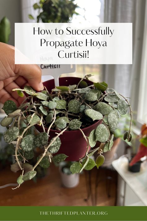 Check out this Hoya Curtisii Propagation Guide! Hoyas can be fussy to propagate but our tips can help you succeed! Hoya Propagation, Propagate Hoya, Hoya Plant Care, Hoya Curtisii, Orchid Bark, Scale Insects, Insecticidal Soap, Liquid Fertilizer, Peat Moss