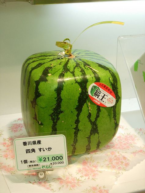 Square watermelon Square Watermelon, Segi Lima, Fruit Pops, Sweet Watermelon, Watermelon Seeds, Picnic Food, Summer Desserts, Green Aesthetic, Fun Learning