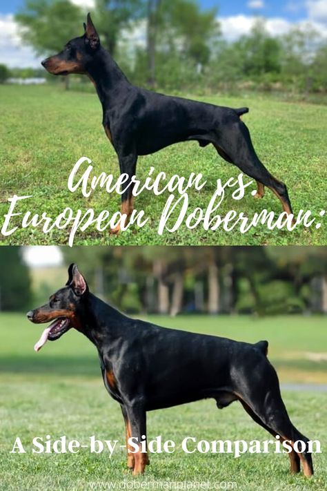 See the differences and similarities between the American and European Doberman at www.dobermanplanet.com #dobermanplanet #dobermanfacts #dobermanaesthetic #dobielove European Doberman Pinscher, American Vs European, Doberman Aesthetic, American Doberman, Doberman Breed, European Doberman, Doberman Puppies, Black Doberman, Doberman Love