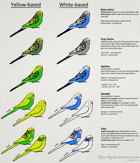 Budgerigar colour genetics by RiverRaven on DeviantArt Breeding Budgies, Parakeet Care, Budgies Parrot, African Lovebirds, Cockatiel Bird, Budgies Bird, Budgie Parakeet, Bird Aviary, Bird Care