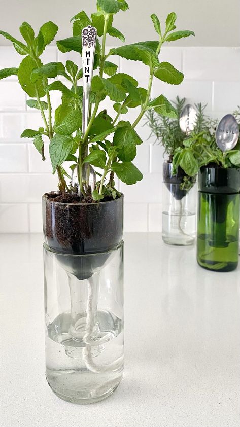 Cityline on Reels | German Schmear, Bottle Plant, Wine Bottle Planter, Plants Grown In Water, Diy Wine Bottle, Self Watering Plants, Plants In Bottles, Diy Planter, Empty Wine Bottles