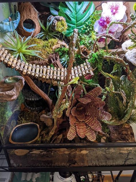 Crested Gecko Habitat, Tree Frog Terrarium, Gecko Cage, Crested Gecko Care, Gecko Vivarium, Lizard Terrarium, Gecko Habitat, Frog Habitat, Snake Terrarium