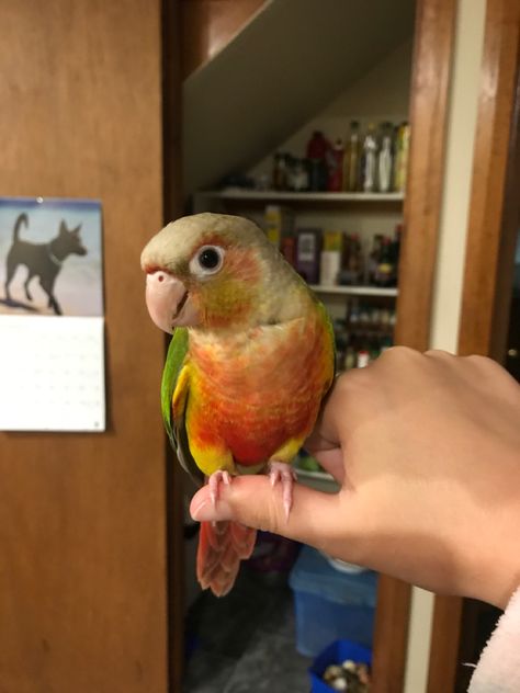 This is my bird cheeky, shes a pineapple conure and is very cute (with lots of attitude) Pineapple Conure, Conure Parrots, Sun Conure, Dragon Sketch, Painting Art Projects, Birdy, Parrot, Pet Birds, Art Projects