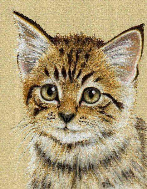 Cute illustrated kitty face Wildlife Art Drawing, Colin Bradley, Pastel Cat, Pencils Art, Kitten Drawing, Pencil Drawing Tutorials, Beautiful Kittens, Afrique Art, Cat Sketch