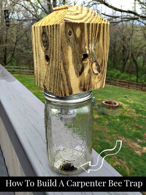 Step by Step DIY instructions on How To Build A Carpenter Bee Trap Bee Trap Diy, Wood Bee Trap, Bee Trap, Carpenter Bee Trap, Wasp Traps, Bee Traps, Wood Bees, Carpenter Bee, Bee House