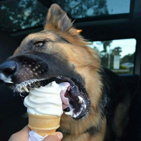 21 Reasons Why You Should Never Own German Shepherds - The Paws Cute German Shepherds, German Shepherd Cute, Ronan Markov, The Darkest Temptation, Darkest Temptation, German Shepherd Funny, Funny German Shepherd, Brain Freeze, Pretty Dogs