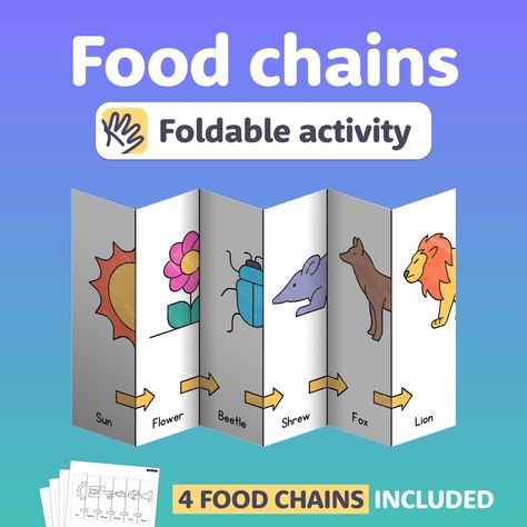 Need some no prep science centers for 2nd, 3rd, or 4th grade?  This foldable Food Chain Craft is a hands-on way for students to visualize the transfer of energy in ecosystems! Containing 2 differentiated activities -- this spring science project is highly flexible for varied student needs. It's perfect for individual practice, small groups, life science centers, or as a no-prep culminating activity for any habitats, ecosystems, or food chains unit. Includes 2 activities: * Activity 1: Color & fold -- organisms are already in the correct order * Activity 2: Cut, sort, & paste -- organisms must be sorted into the correct order Covers 4 food chains: * Food chain #1 (Forest): Sun → leaf → caterpillar → chameleon → snake → mongoose * Food chain #4 (Ocean): Sun → plankton → shrimp → sardine → tu Food Chain Project, Simple Food Chain, Energy Science Projects, 4th Grade Science Projects, Science Food Chains, Food Chain Activities, Spring Science, Project Cover Page, Science Centers