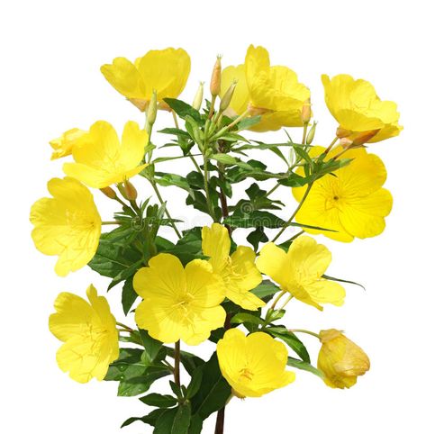 Evening Primrose. (Oenothera) flower plant isolated on white background #Sponsored , #PAID, #PAID, #Primrose, #flower, #white, #Oenothera Primrose Flower, Gardening Design, Aromatic Oils, Attract Pollinators, Evergreen Plants, Flower White, Trumpets, Evening Primrose, Moon Flower