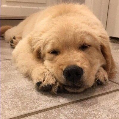 A Golden Retriever, Golden Retriever Puppy, Retriever Puppy, Cute Dogs And Puppies, Cute Animal Pictures, Beautiful Dogs, Cute Funny Animals, Animals Beautiful