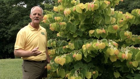 Watch now: In the Garden | Rising Sun Redbud Cercis canadensis ‘ The Rising Sun’ | UNC-TV Video | Rising Sun Redbud is a deciduous tree with apricot to yellow and green heart-shaped leaves. It grows 12-15 feet tall and makes a great specimen plant for a small landscape. Rising Sun Eastern Redbud Tree, Rising Sun Redbud Tree, Rising Sun Redbud, Eastern Redbud Tree, Cercis Canadensis, Zone 9b, Gardening For Dummies, Eastern Redbud, Small Landscape