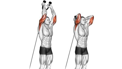 bayesian curl Cable Tricep Extension, Overhead Tricep, Triceps Extension, Overhead Tricep Extension, Tricep Pushdown, Tricep Kickback, Elbow Pain, Bigger Arms, Tricep Extension