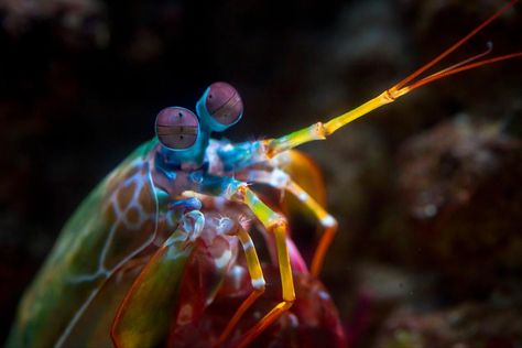 Every time you look at a mantis shrimp, they’re looking back at you in colors you can't even imagine. Mantis shrimp can detect 12 wave lengths of light (compared to 3 in humans), PLUS ultraviolet light, PLUS polarized light. Mantis Shrimp, Ultraviolet Light, Underwater World, Ocean Blue, Sea Creatures, Blue Ocean, Animal Kingdom, Looking Back, Animal Pictures