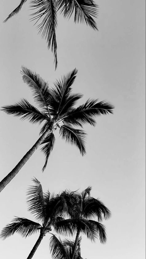 Black And White Photo Wall, Black And White Beach, Cool Pictures For Wallpaper, Image Nature, Tree Wallpaper, Arte Inspo, Minimalist Wallpaper, Black And White Aesthetic, Laptop Wallpaper