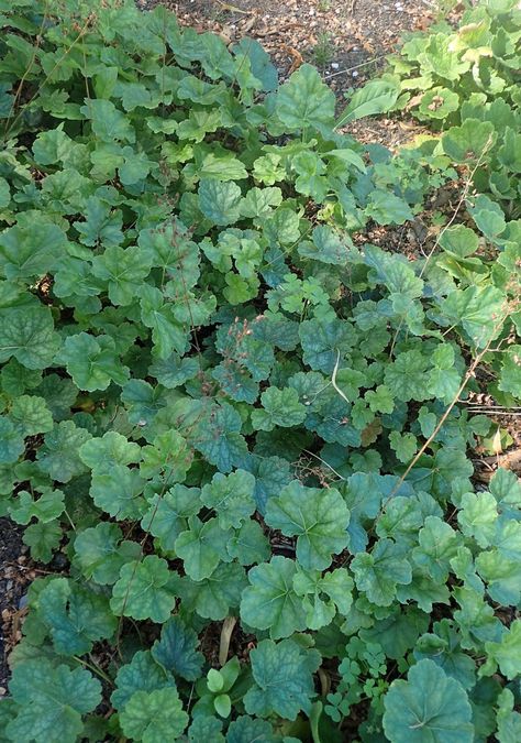 Heuchera americana - American Alumroot | PlantMaster Heuchera Americana, Garden Board, Future Garden, Perennial Shrubs, Plant Images, Interior Plants, Native Garden, Diy Landscaping, Leaf Coloring