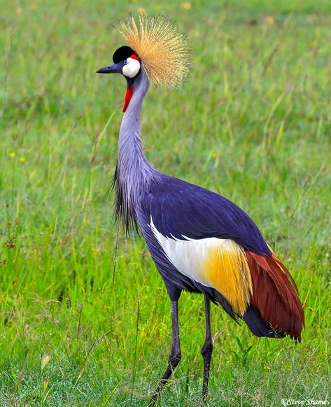 Ugandan Art, Ugandan Culture, Ugandan Flag, Uganda Flag, Weird Birds, Cutlery Art, Forest Mural, Africa Wildlife, Chicken Painting