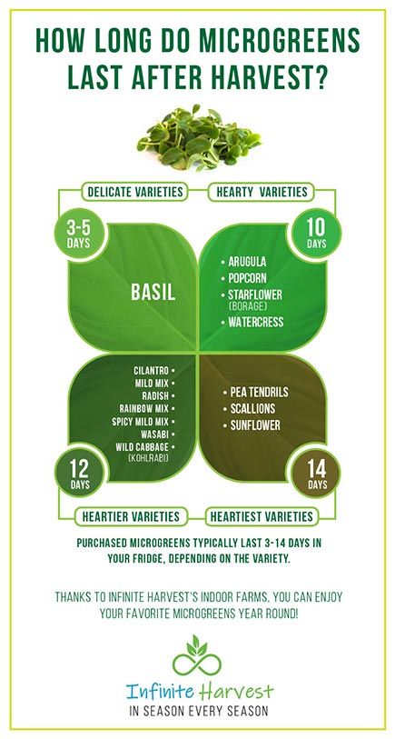 Microgreens Benefits, Microgreen Recipes, Growing Microgreens Indoors, Microgreens Recipe Ideas, How To Grow Wild Rice, Micro Greens Recipe, Microgreens Growing Indoor, Hydroponic Microgreens Diy, Micro Greens