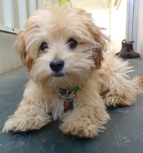 A Complete Guide To The Morkie. Everything you need to know - from temperament, to characteristics, health issues, training, price and ... Havanese Breeders, Morkie Dogs, Havanese Puppies For Sale, Bichon Havanais, Morkie Puppies, Havanese Dog, Havanese Puppies, Havanese Dogs, Pretty Dogs