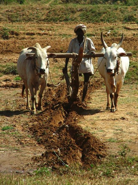 Hellenic Polytheism, Rice Farming, Agriculture Photography, Bollywood Posters, God Images, Team Work, Village Life, Photo Art Gallery, Hand Art Drawing