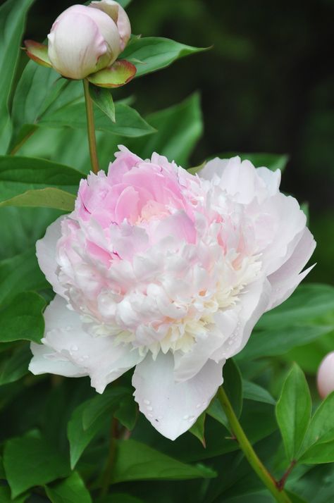 Flor Tattoo, Pale Pink Peonies, Lewis Ginter Botanical Garden, Garden Nails, Planting Peonies, Paeonia Lactiflora, Cut Flower Garden, Peonies Garden, Design Garden