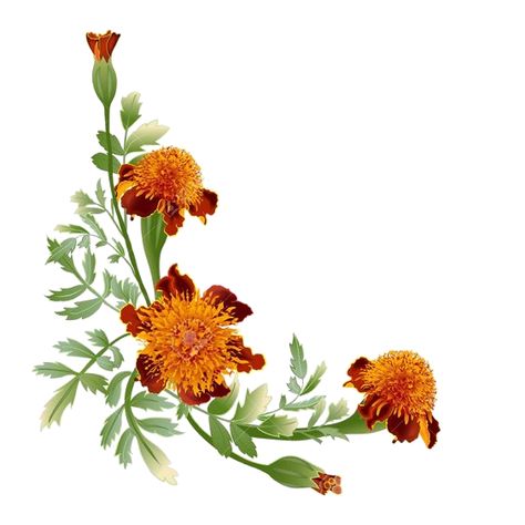 Marigold Border, Orange Marigold, Social Media Sizes, Border Png, Marigold Flower, Brochure Cover, Facebook Image, Text Image, Illustration Vector