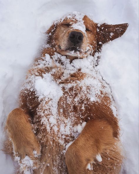 #snow #winter #dog #cute #adorable Widget Christmas, Christmas Dog Photography, Dog Reindeer, Dog Christmas Photos, Dog Christmas Pictures, Wallpaper Bible, Bokuto Koutarou, Dog Photoshoot, Snow Dogs