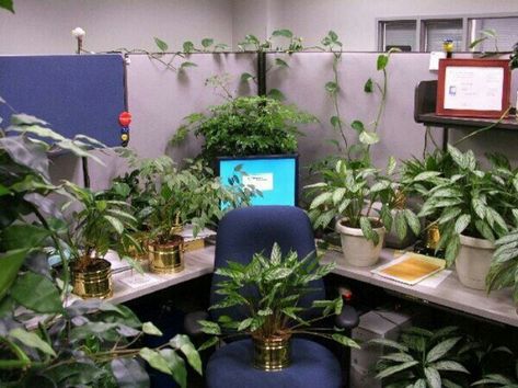 Cubicle Plants, Work Cubicle Decor, Padded Cell, Office Cube, Cubicle Makeover, Work Cubicle, Cubicle Decor Office, Work Office Decor, Office Cubicle