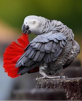 Gray Parrot, Congo African Grey, Parrot Tattoo, Senegal Parrot, Beautiful Parrots, Grey Parrot, Birds Parrots, African Grey Parrot, Rare Birds