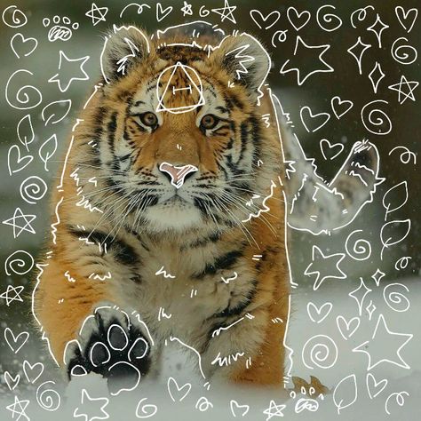 Dragon Moon, Tiger Wallpaper, Tiger Paw, Animal Doodles, Siberian Tiger, Cool Masks, Cat Mask, My Followers, Animal Masks