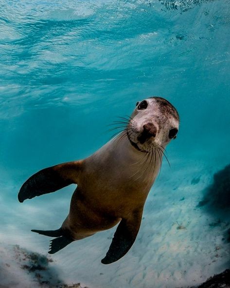 Sea Lion Art, Funny Seals, Wolf Images, Super Cute Animals, Marine Mammals, Beautiful Fish, It's Friday, Sea Lion, Marine Animals