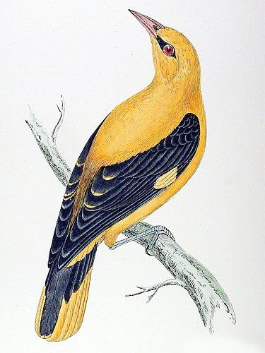 Golden Oriole, Audubon Prints, Oriole Bird, British Birds, Illustration Botanique, Architecture Tattoo, Vintage Nature, Bird Drawings, Bird Illustration