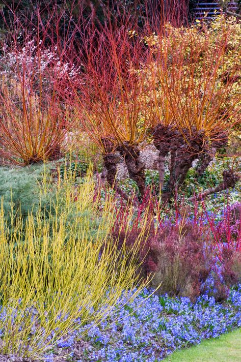 Ornamental Grass Landscape, Rainbow Garden, Grasses Landscaping, Cottage Garden Plants, Wildflower Garden, Plant Combinations, Plants And Flowers, Ornamental Grasses, Landscaping Plants