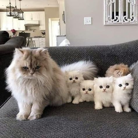 Persian Kittens, Persian Cats, Kitty Meow, Söt Katt, Mama Cat, Persian Cat, Cute Cats And Kittens, I Love Cats