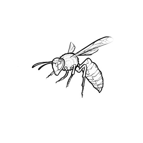 Wasp design Hornet Drawing Art, Small Wasp Tattoo, Tarantula Hawk Wasp Tattoo, Wasp Drawing Easy, Wasps Drawing, Hornet Tattoo Design, Bug Tattoo Stencil, Yellow Jacket Tattoo, Wasp Tattoos