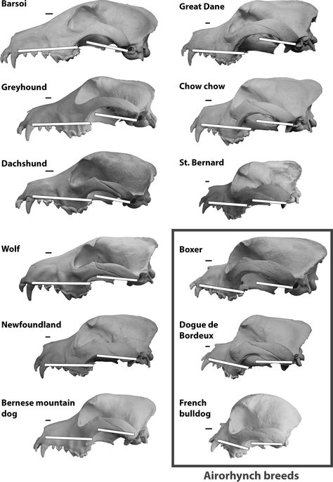 Skull Angles, Canine Anatomy, Dog Skull, Head Anatomy, Dog Info, Dog Pin, Up North, About Dogs, Whippet